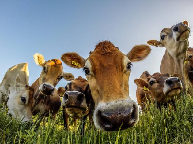 Curious cows © Troels Klausen