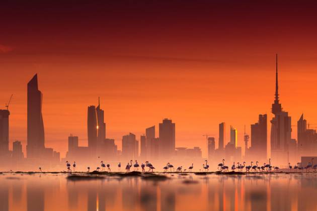 Kuwait Flamingos © Mohammed ALSULTAN