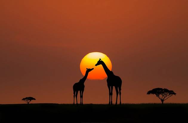 Giraffe © Bahadir Yeniceri