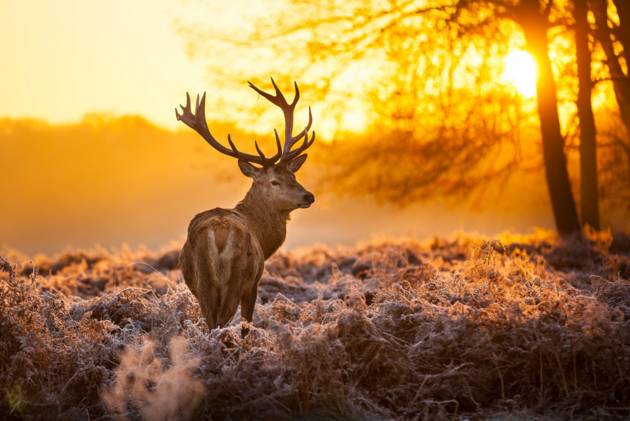 Red deer © Arturas Kerdokas