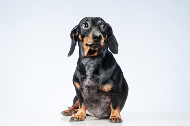 Как делать портреты собак, и что для этого нужно 