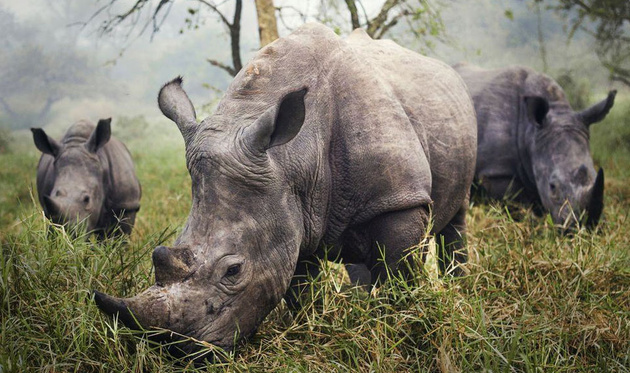 Стефани Берубе. «Белые носороги» (Уганда)