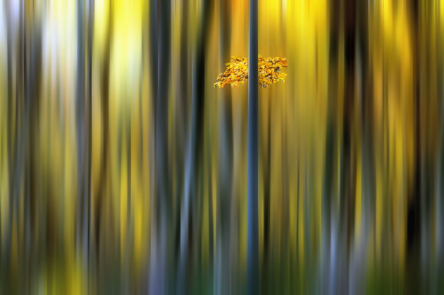 Autumn forest © Sho Shibata