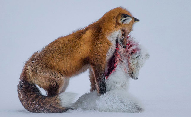 Итоги конкурса Wildlife Photographer of the Year 2015