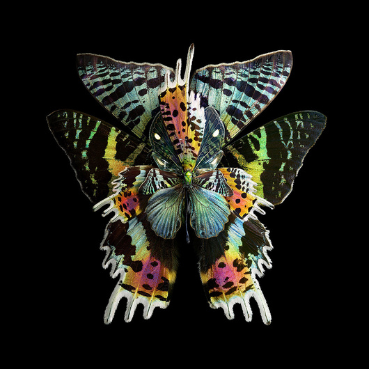  Коллажи из цветов и бабочек Себа Жаньяка