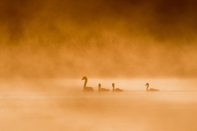 «Про лебедей в тумане...»
© Сергей Овчинников
