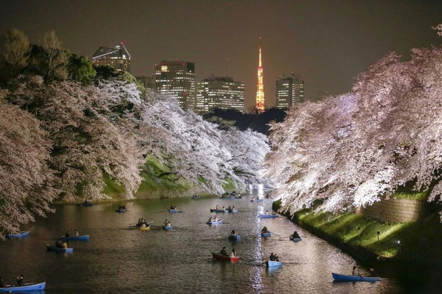 Люди на лодках любуются цветущей сакурой. Япония © Kimimasa Mayama—EPA