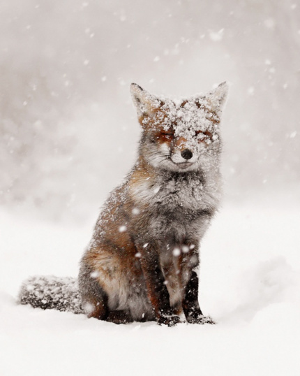 Животные, которые радуются снегу так же, как люди