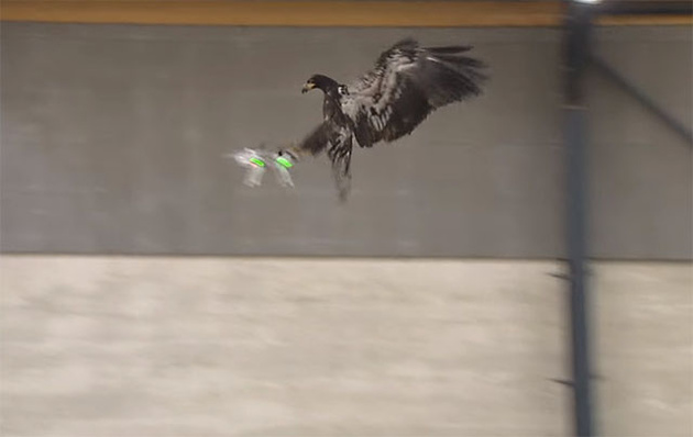 Голландская полиция обучает орлов ловить дроны прямо в воздухе