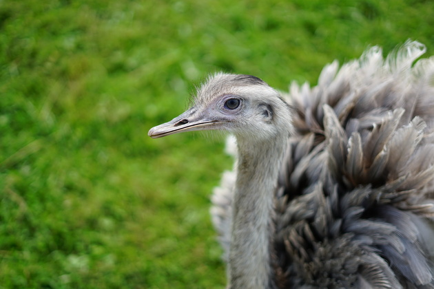 На этом снимке на перьях страуса заметны хроматические аберрации, но негативного влияния на качество изображения они не оказывают.