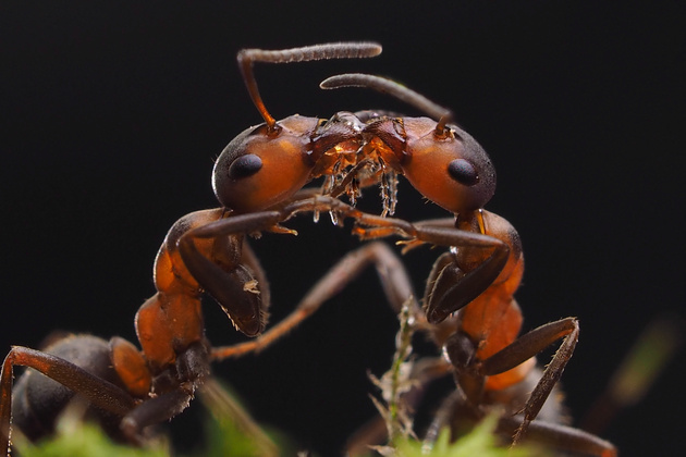 Фото: Ирина Козорог 
«Пользуюсь фокусировочной лупой, когда модель более-менее далеко. Очень удобно. Порой даже жутко становится при увеличении муравья в 14 раз.»