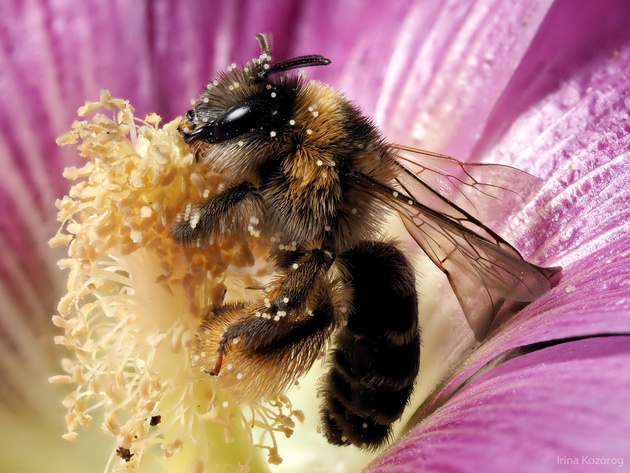 Фото: Ирина Козорог
Съёмка живых насекомых осложняет использование стекинга. Обратите внимание на усики пчелы.
