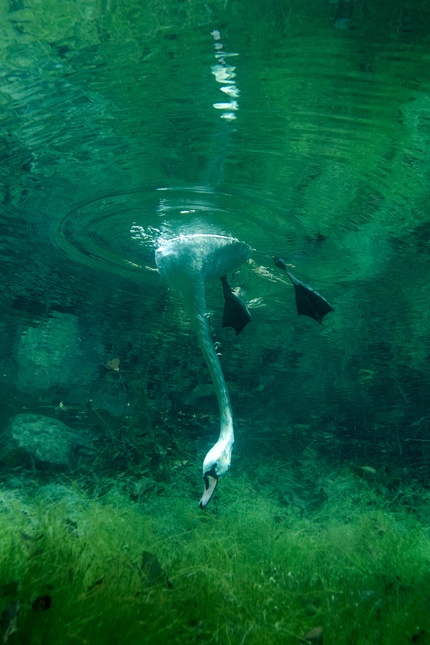Первый в мире снимок лебедя из-под воды

Nikon D200 / Nikon 12-24mm f/4G ED-IF AF-S DX Zoom-Nikkor УСТАНОВКИ: ISO 400, F5, 1/115 S