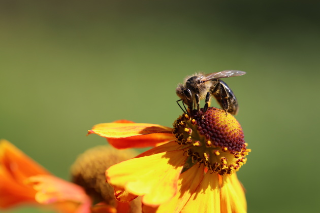 Этот снимок я делал со следящим автофокусом, так как цветок с пчелой сильно раскачивало ветром. Автоматика справилась даже с такой непростой задачей.
