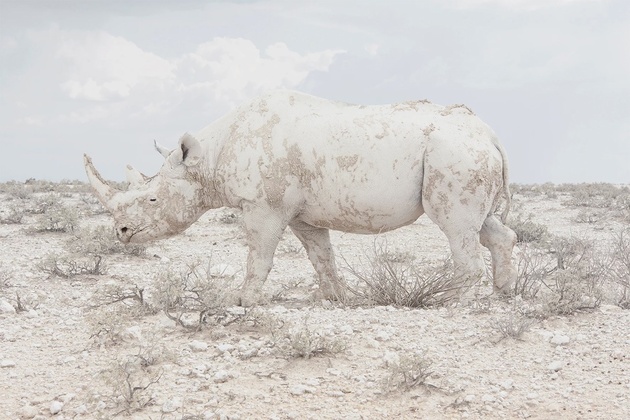 ©  Лавинье, «Носорог» . Победитель в категории «Природа», 2015 год