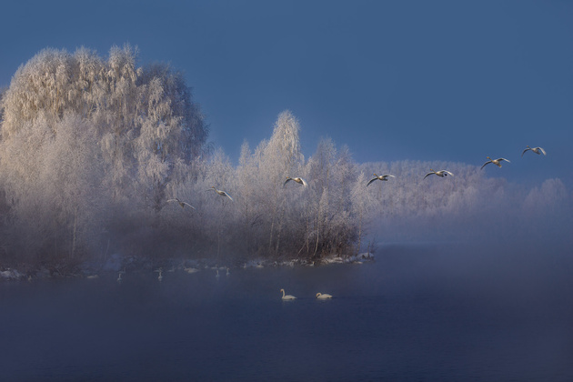 © Dmitry Kupratsevich «Полет»
Морозное утро в лебедином заказнике. Алтайский край