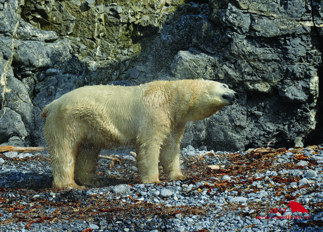 В Галерее классической фотографии пройдёт выставка «Арктика: шаг за шагом. Полярная экспедиция «Картеш»