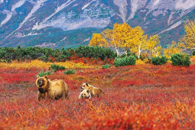 © Андрей Нечаев. Медведи на голубичной тундре. В кальдере Узон. Камчатка