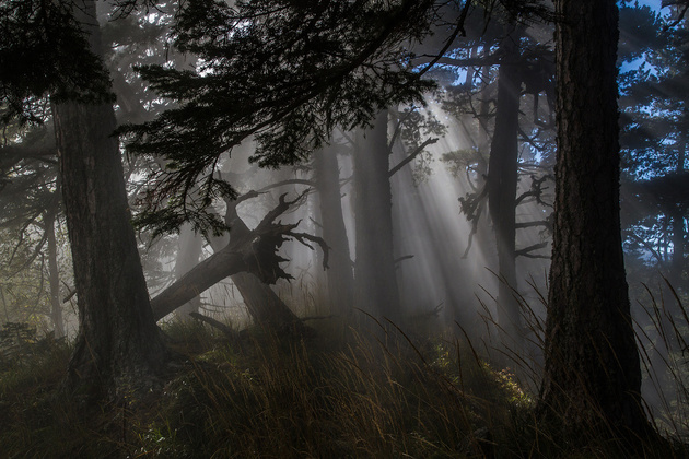 В дремучем лесу © Александр Перевозов