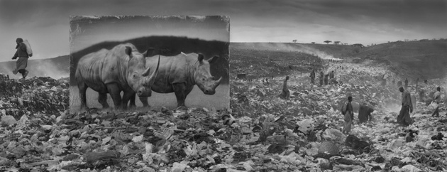 Ник Брандт. Мусорная свалка и носороги, 2015 © Ник Брандт