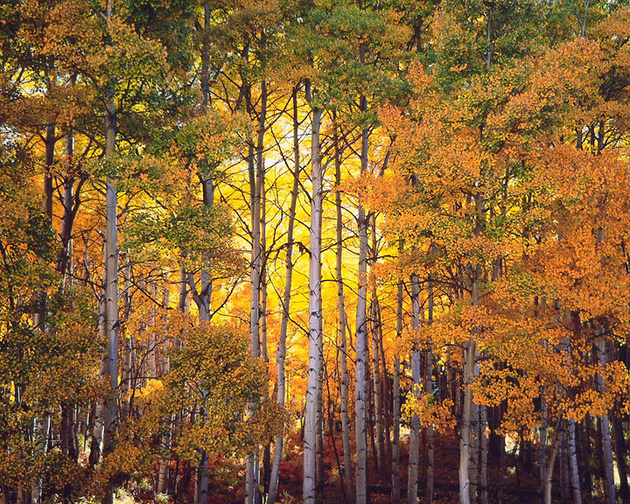 Лесной Свет, Колорадо, 2006