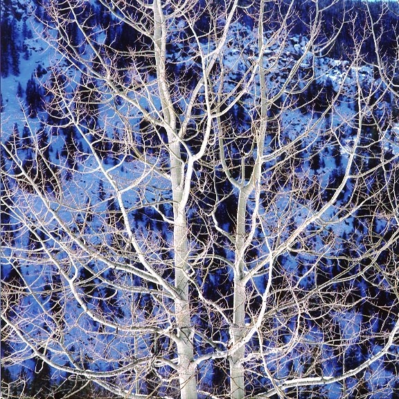Пылающая зимняя осина, Колорадо, 2000