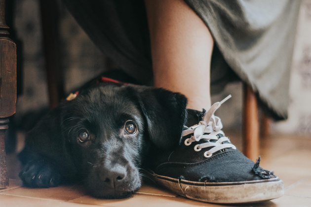 Лучшие фотографы, снимающие собак – победители конкурса британского Kennel Club 