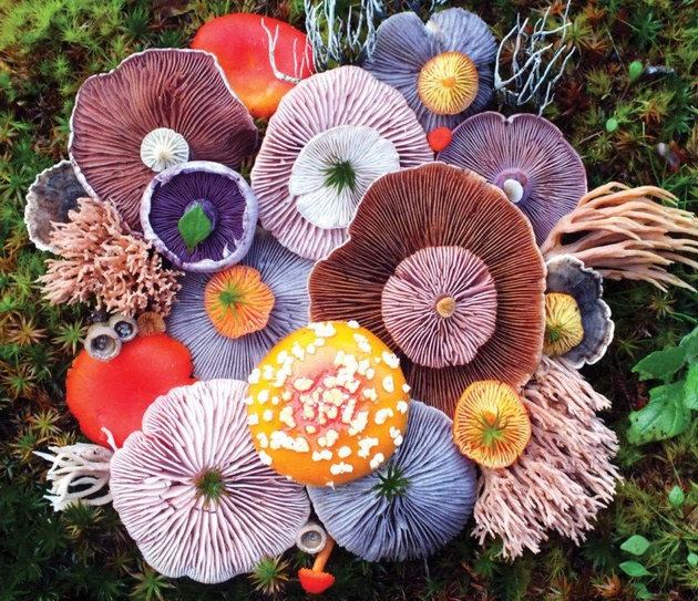 Художница создает красочные композиции из осенних грибов