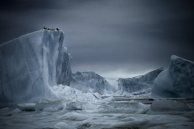 Себастьян Коупленд. Обыкновенные моевки на айсберге, Гренландия, 2010