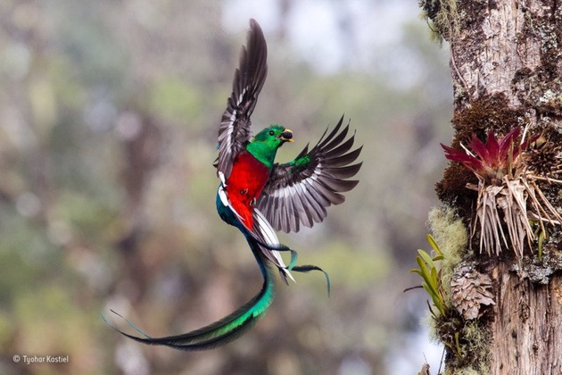 Фото: Tyohar Kastiel / Wildlife Photographer of the Year
