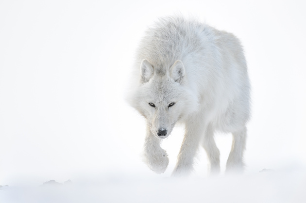 Фотограф Венсан Мюнье запечатлел редкого снежного барса 