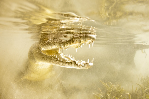 Золотой дракон - Новиков Константин. Фото из архива конкурса «Золотая Черепаха»