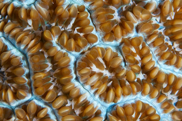Структура коралла. Макро-съемка. о. Кабилао. Филиппины © Андрей Нарчук.