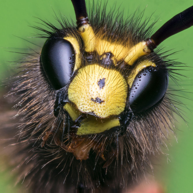 Эти портреты насекомых заставят вас взглянуть на них по-другому
