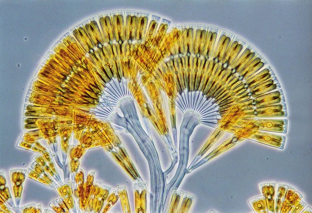 Вим ван Эгмонд, «Licmophora flabellata (морские диатомовые водоросли)». 160-кратное увеличение. 3-е место конкурса Nikon Smal World в 2003 году.