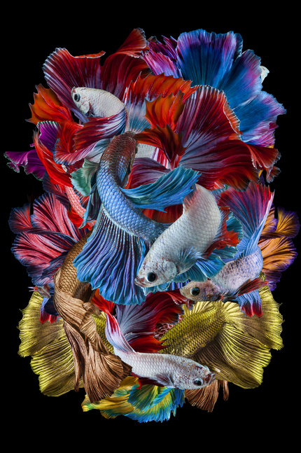 Copyright: © Dhiky Aditya, Indonesia, Shortlist, Open, Creative, 2019 Sony World Photography Awards

Бойцовая рыбка или сиамский петушок привлекает красивыми цветами и потрясающими движениями, которые дадут успокоение сердцу и умиротворение.