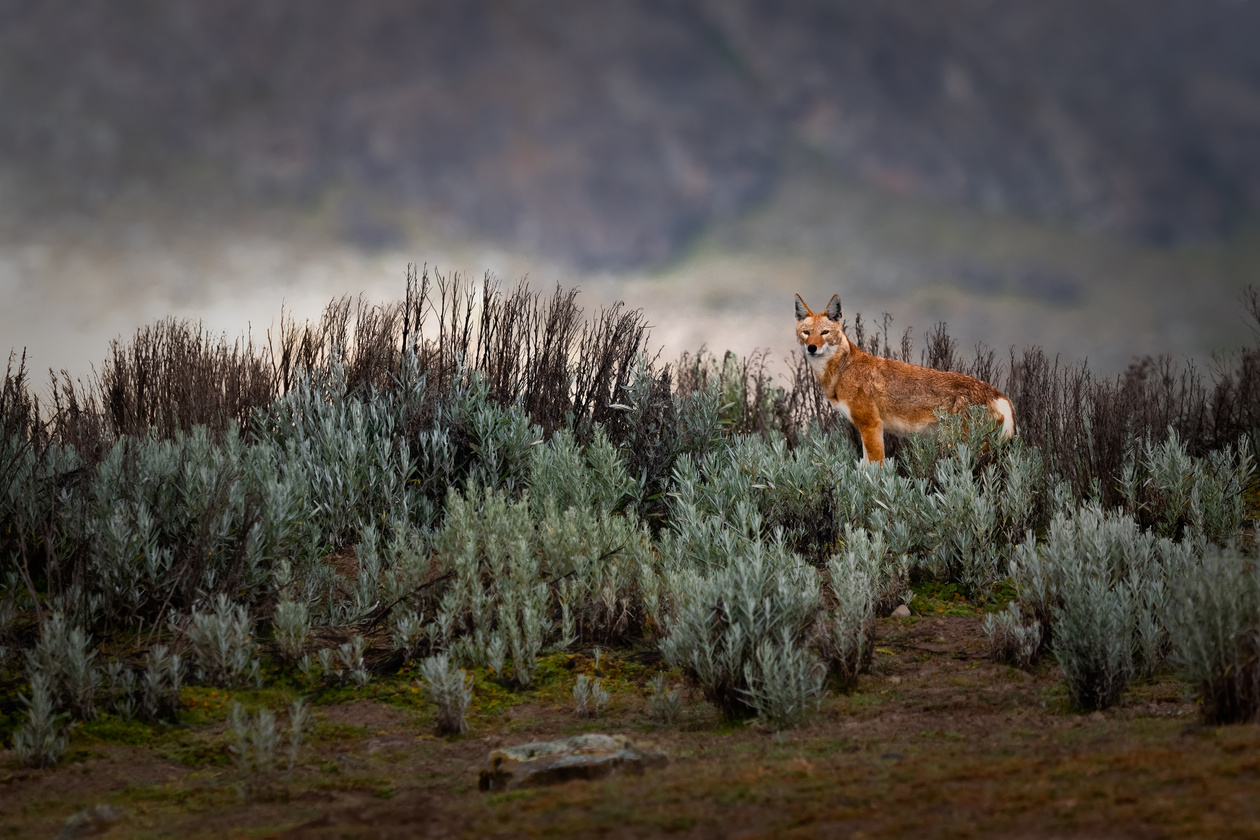 Самый большой конкурс Sony World Photography Awards 2019. Объявлены  финалисты в двух категориях. / События / Новости фототехники