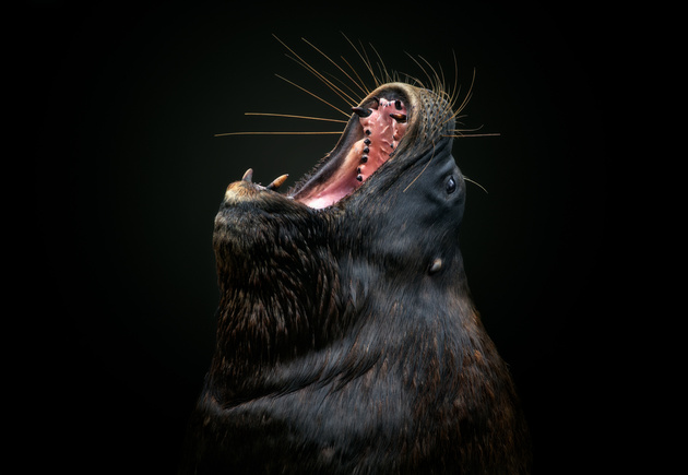 Copyright: © Pedro Jarque Krebs, Peru, Shortlist, Open, Natural World &amp; Wildlife (Open competition), 2019 Sony World Photography Awards

Широко раскрытая пасть морского льва.