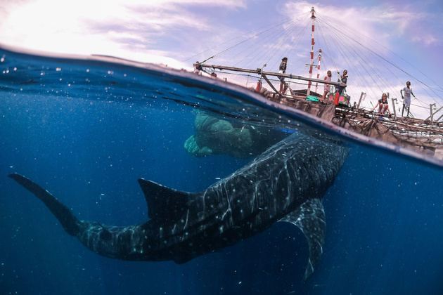 Copyright: © Marco Zaffignani, Italy, Shortlist, Open, Travel (Open competition), 2019 Sony World Photography Awards

Этот снимок рассказывает о моей встрече с китовыми акулами в Западном Папуа в сентябре прошлого года. Здесь, в Национальном парке Телук Цендравасих, вы можете плавать рядом с этими прекрасными животными. Акулы постоянно приближаются к рыбацким платформам и кружат вокруг, медленно и впечатляюще двигаясь и заставляя вас затаить дыхание.