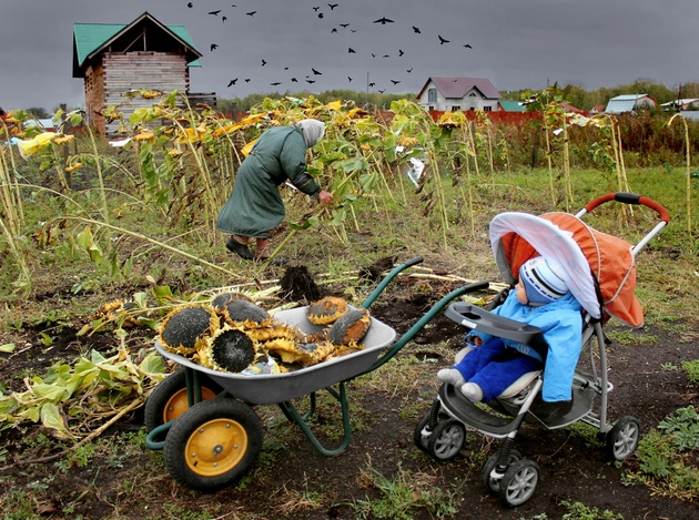 Урожая хватит всем! 
© Фото: Юлия Боровикова / Предоставлено РГО