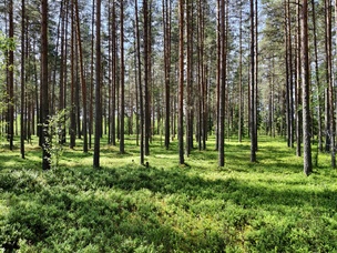 50 мегапикселей