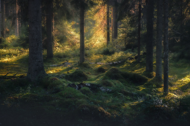 Даниил Силантьев, номинация «Самые красивые обои для рабочего стола»