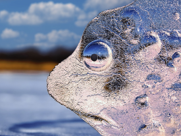 Игорь Жабский, номинация «Искусство дикой природы (арт-фото)»