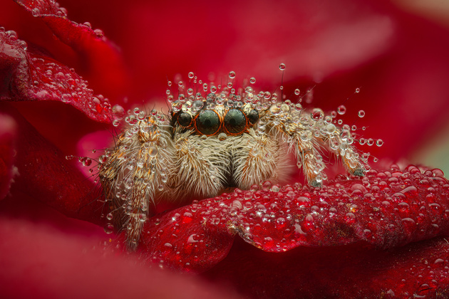 Юрий Подгрушный, номинация «Макромир»