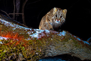 Юрий Смитюк, номинация «Снято на фотоловушку»