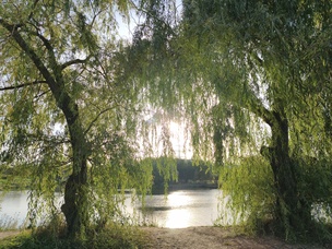 Основная камера, 50 Мп