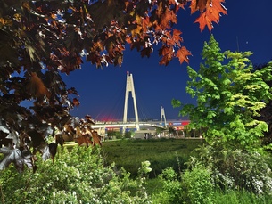 Пример снимка на Vivo V50