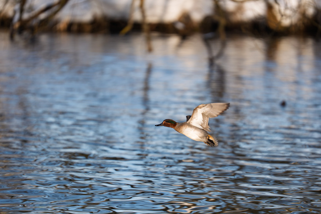 Результат плотного кадрирования в графическом редакторе