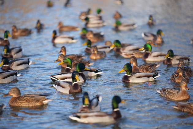 Электронный затвор, выдержка 1/16000