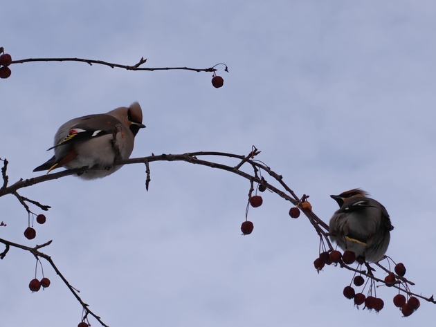 10x цифровой зум